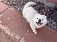 Loving, energetic Samoyed seeking a permanent home