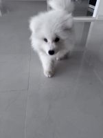 Samoyed Puppies for sale in Vietnam, Thành phố Hồ Chí Minh, Quận 7, Tân Phong, Khu đô thị Phú Mỹ Hưng, Đường Nguyễn Văn Linh, Happy Valley Block H. price: NA