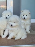 Samoyed Puppies for sale in Los Angeles, CA, USA. price: NA
