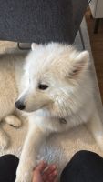 Samoyed Puppies for sale in 68 Mannheim, Germany. price: 2,500 EUR