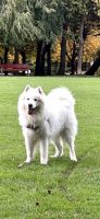 samoyedoLos cachorrosen venta en Leganés, Madrid, España. Precio: 250 EUR