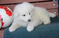 Samoyed Puppies for sale in Vancouver, BC, Canada. price: $600
