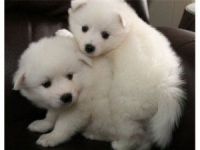 Samoyed Puppies for sale in Calgary, AB, Canada. price: $500