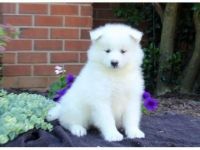 Samoyed Puppies for sale in Vancouver, BC, Canada. price: $500