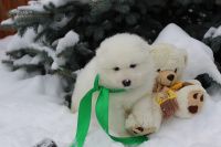 Samoyed Puppies for sale in Dallas, TX, USA. price: $500