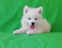 Samoyed Puppies for sale in Dallas, TX, USA. price: $450