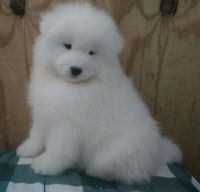 Samoyed Puppies for sale in Charlton, MA 01507, USA. price: $650