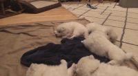 Samoyed Puppies for sale in Houston, TX, USA. price: $500