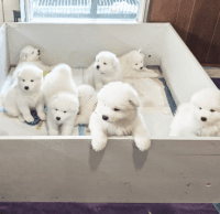 Samoyed Puppies for sale in Atlanta, GA, USA. price: $500