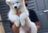 Samoyed Puppies for sale in Ottawa, ON, Canada. price: $2,000