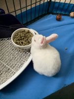 San Jose Brush Rabbit Rabbits Photos