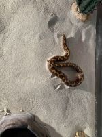 Sand python Reptiles for sale in Jacksonville, FL, USA. price: $150