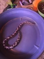 Sand python Reptiles for sale in Medina, OH 44256, USA. price: $300
