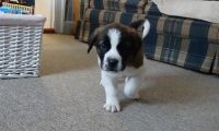 Sanshu Puppies for sale in Beaver Creek, CO 81620, USA. price: $500