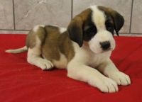 Santal Hound Puppies for sale in Anchorville, MI 48023, USA. price: $500