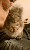Santander Dwarf Squirrel Rodents Photos