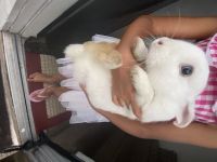 Satin Angora Rabbits for sale in Bayonne, NJ, USA. price: $25