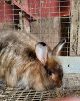 Satin Angora Rabbits Photos