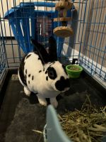 Satin rabbit Rabbits for sale in 3134 Sunbeam St, Houston, TX 77051, USA. price: $100