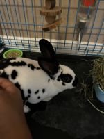Satin rabbit Rabbits Photos