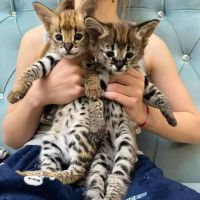 Savannah Cats for sale in Toronto, ON, Canada. price: $700