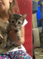 Savannah Cats for sale in Raleigh, North Carolina. price: $400