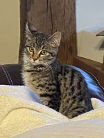Savannah Cats for sale in Perry Hall, Maryland. price: $400