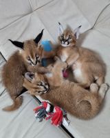 Savannah Cats for sale in Sydney, New South Wales. price: $2,500