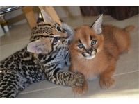 Savannah Cats for sale in Plentywood, Montana. price: NA