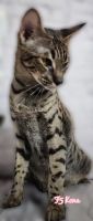 Savannah Cats for sale in Yucaipa, CA, USA. price: $2,200