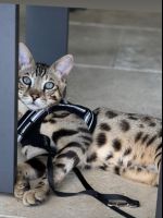 Savannah Cats for sale in Windermere, Florida. price: $1,000