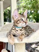Savannah Cats for sale in Bradenton, Florida. price: $1,500