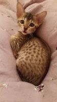 Savannah Cats for sale in Pennsylvania Ave, Gibsonton, FL 33534, USA. price: NA