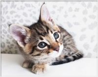 Savannah Cats for sale in Los Angeles, CA 90001, USA. price: NA