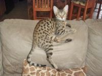 Savannah Cats for sale in Loxahatchee, FL 33412, USA. price: $800