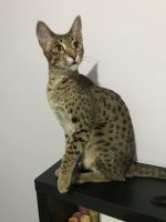 Savannah Cats for sale in Belmont, ON N0L, Canada. price: $2,000