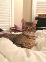 Savannah Cats for sale in Belmont, ON N0L, Canada. price: $500