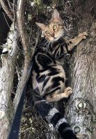 Savannah Cats for sale in Richmond, BC, Canada. price: $4,500