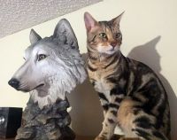 Savannah Cats for sale in Richmond, BC, Canada. price: $3,500