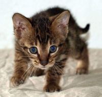 Savannah Cats for sale in Temple, TX, USA. price: $800