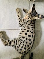 Savannah Cats for sale in Oakland Park, FL 33304, USA. price: $7,000
