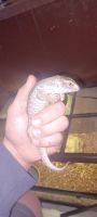 Savannah monitor Reptiles for sale in Fostoria, OH 44830, USA. price: $250