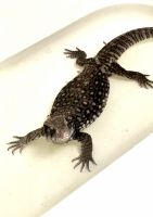Savannah monitor Reptiles for sale in Oakwood, Georgia. price: $1,500