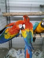 Scarlett Macaw Birds for sale in ON-407, Vaughan, ON, Canada. price: $500