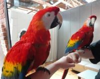 Scarlett Macaw Birds for sale in Houston, TX, USA. price: $400