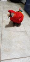 Scarlett Macaw Birds for sale in Pasadena, TX, USA. price: $550