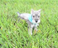 Schnauzer Puppies for sale in Las Vegas, NV 89130, USA. price: $500