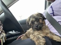 Schnauzer Puppies for sale in Milwaukee, WI 53210, USA. price: $500