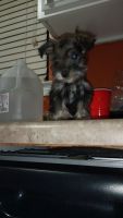 Schnauzer Puppies for sale in El Paso, TX, USA. price: $3,000