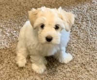 Schnauzer Puppies for sale in Springfield, MO, USA. price: $500